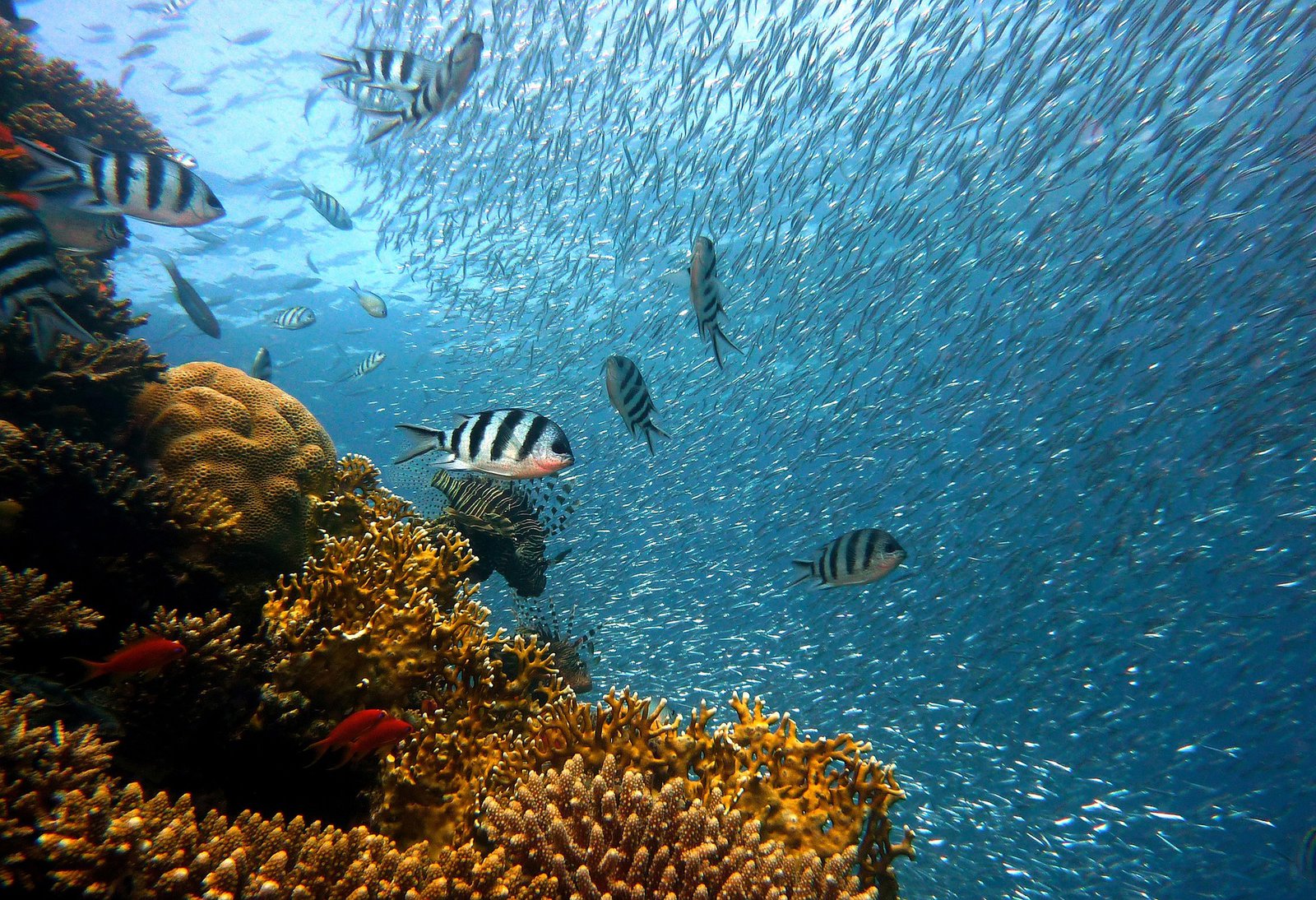 Les 10 meilleurs sites de plongée sous-marine avec les points - Diving