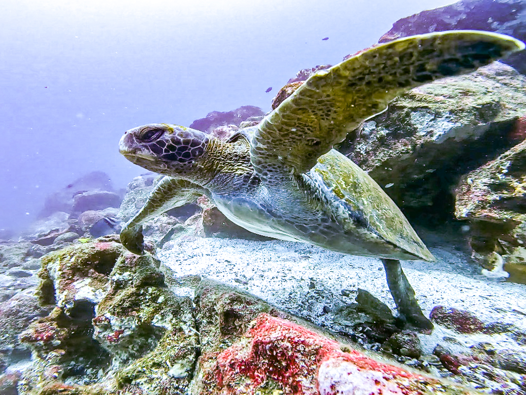 Les 10 meilleurs sites de plongée sous-marine avec les points - Galapagos 2