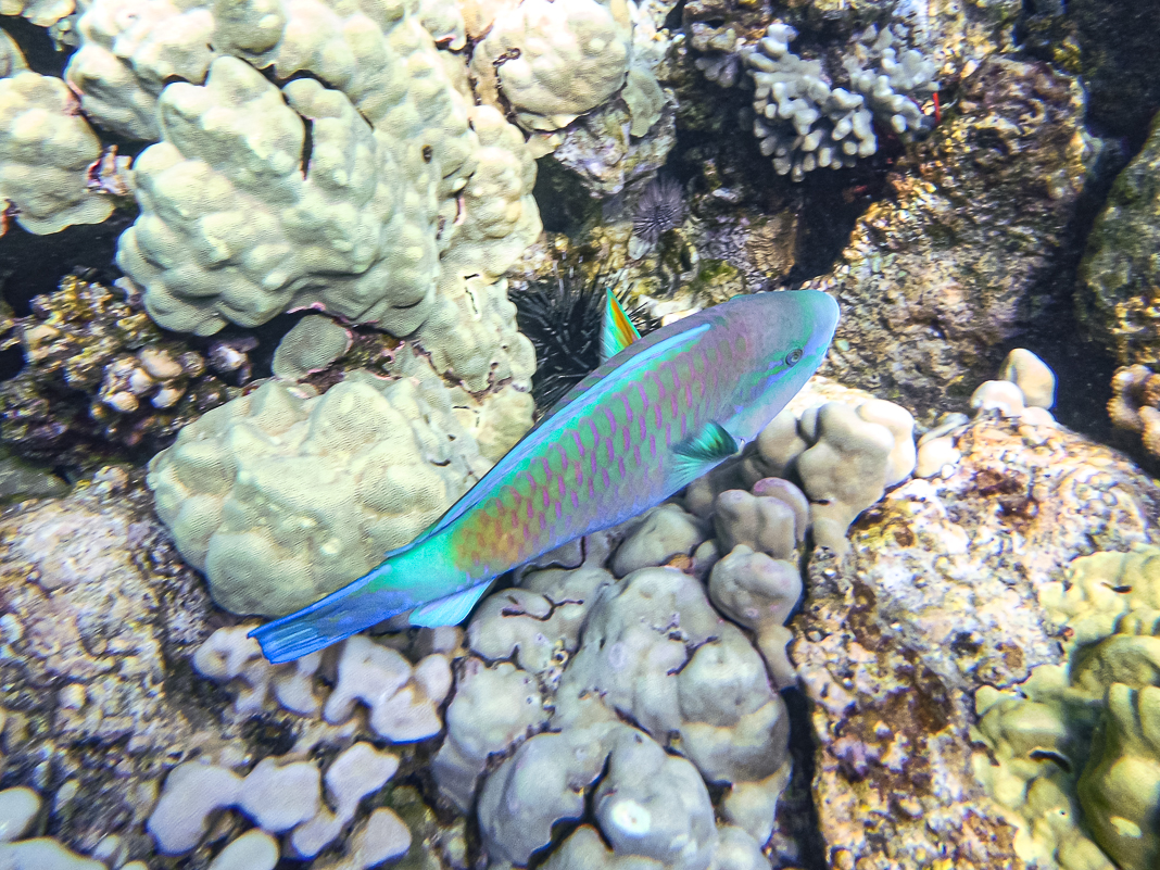 Les 10 meilleurs sites de plongée sous-marine avec les points - Hawaï 4