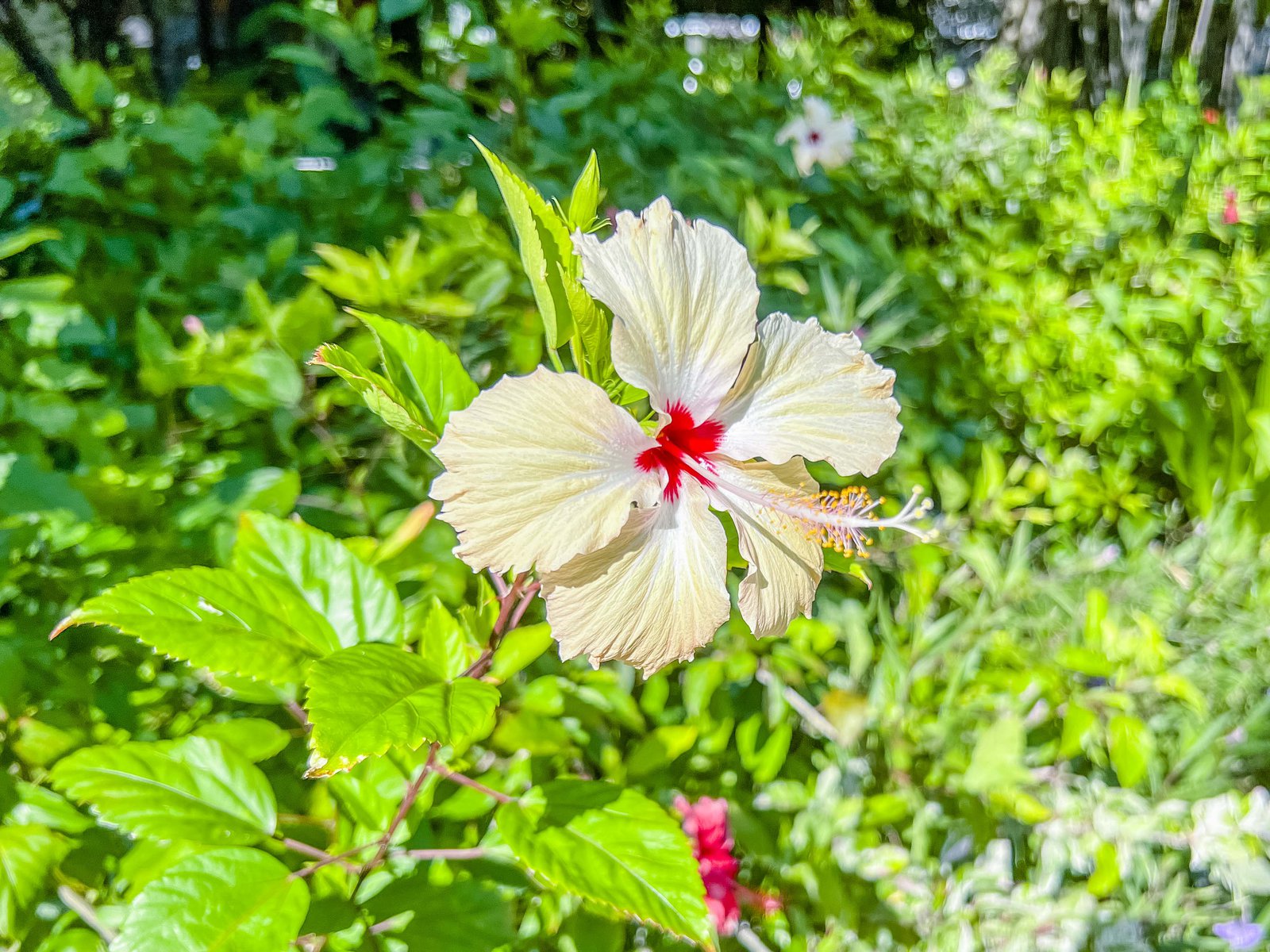 Aline - Sheraton Maldives Gardens 6228