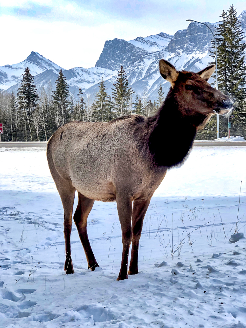 Canada: How to Plan a Ski Trip to Western Canada Using Points - Ski 7