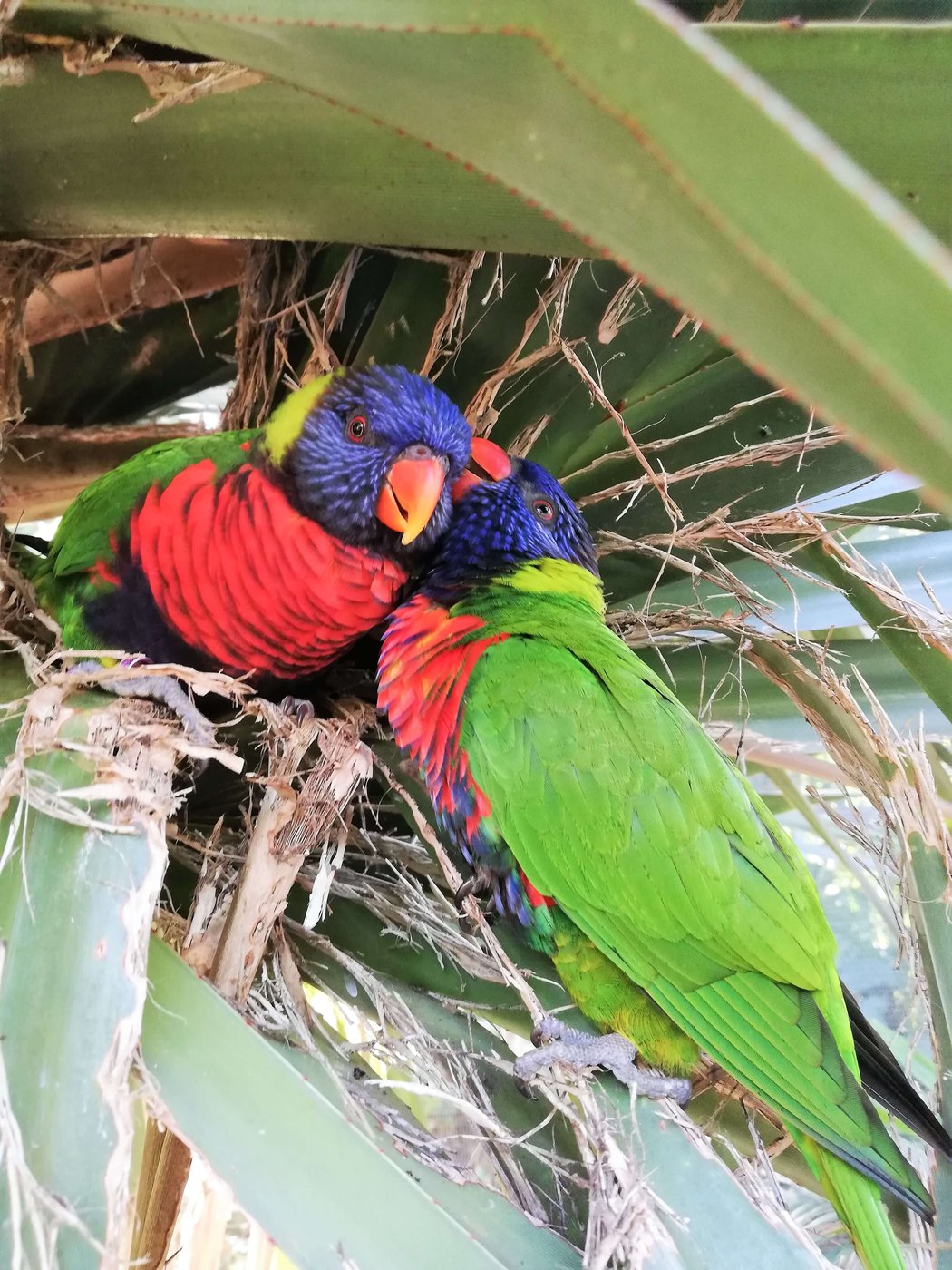 Antilles&nbsp;: Guide de voyage en Guadeloupe | Itinéraires et Incontournables - Oiseaux En Guadeloupe Margit Umbach Unsplash
