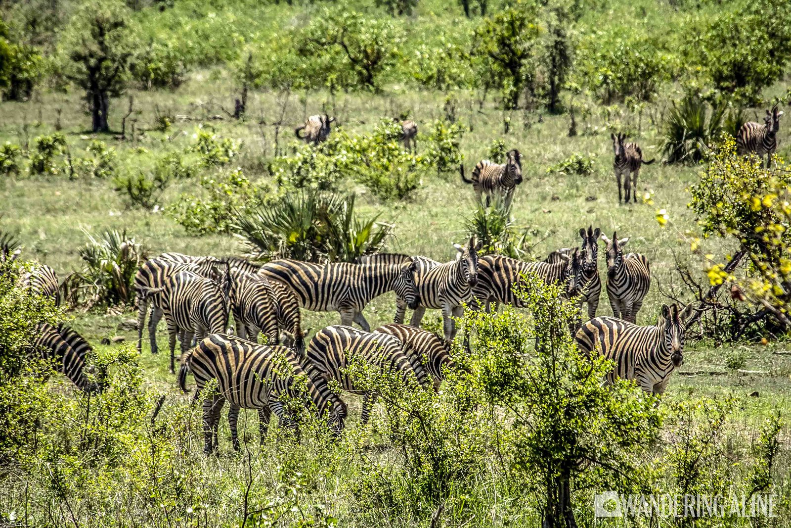 Safari en Afrique&nbsp;: une merveilleuse aventure avec les animaux sauvages - Kruger-7226