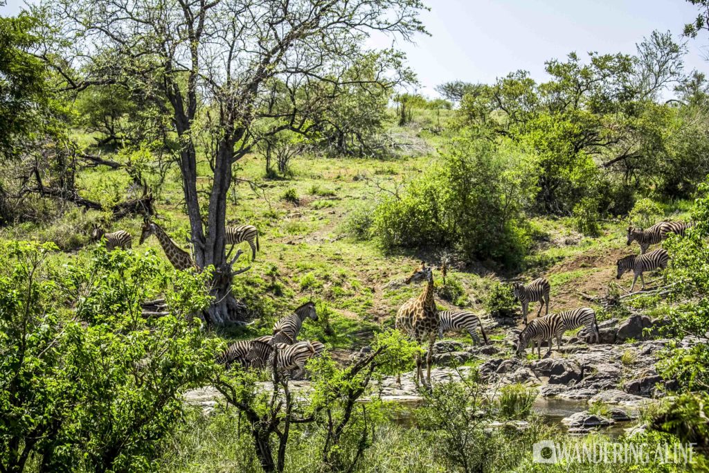 Safari In Africa Kruger 7417