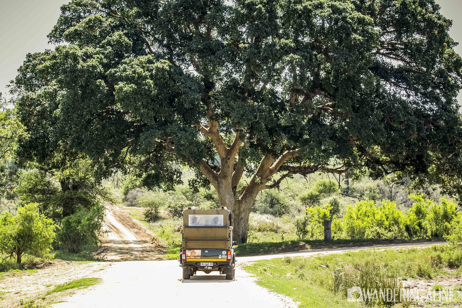 Safari en Afrique&nbsp;: une merveilleuse aventure avec les animaux sauvages - Kruger-7534