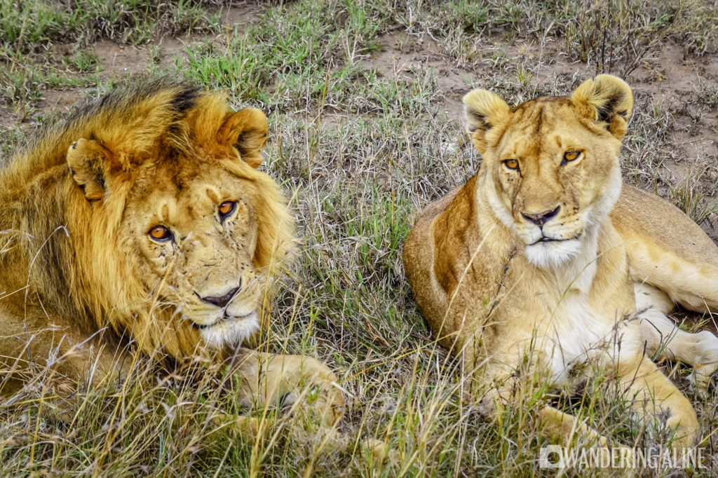 Safari in Africa - Maasai, Serengeti, Ngorongoro
