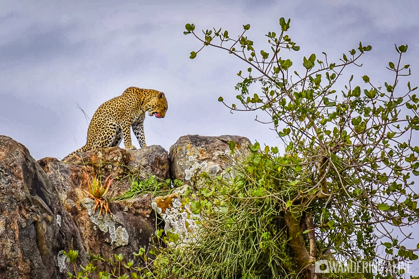 Safari en Afrique&nbsp;: une merveilleuse aventure avec les animaux sauvages - Maasai, Serengeti, Ngorongoro