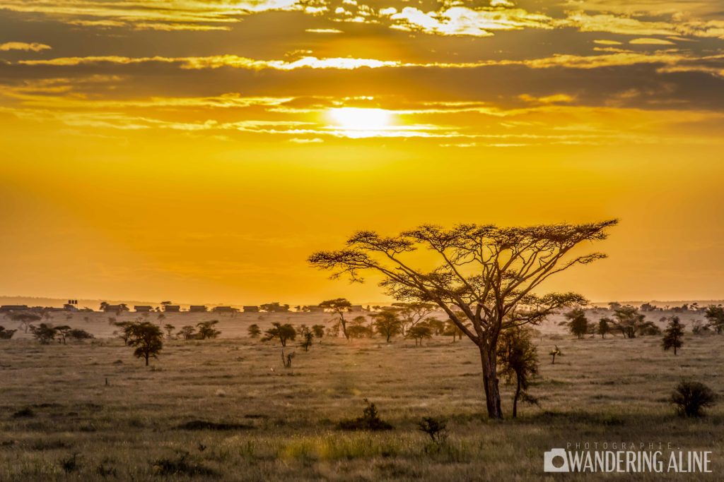 Safari In Africa Maasai Serengeti Ngorongoro 3739