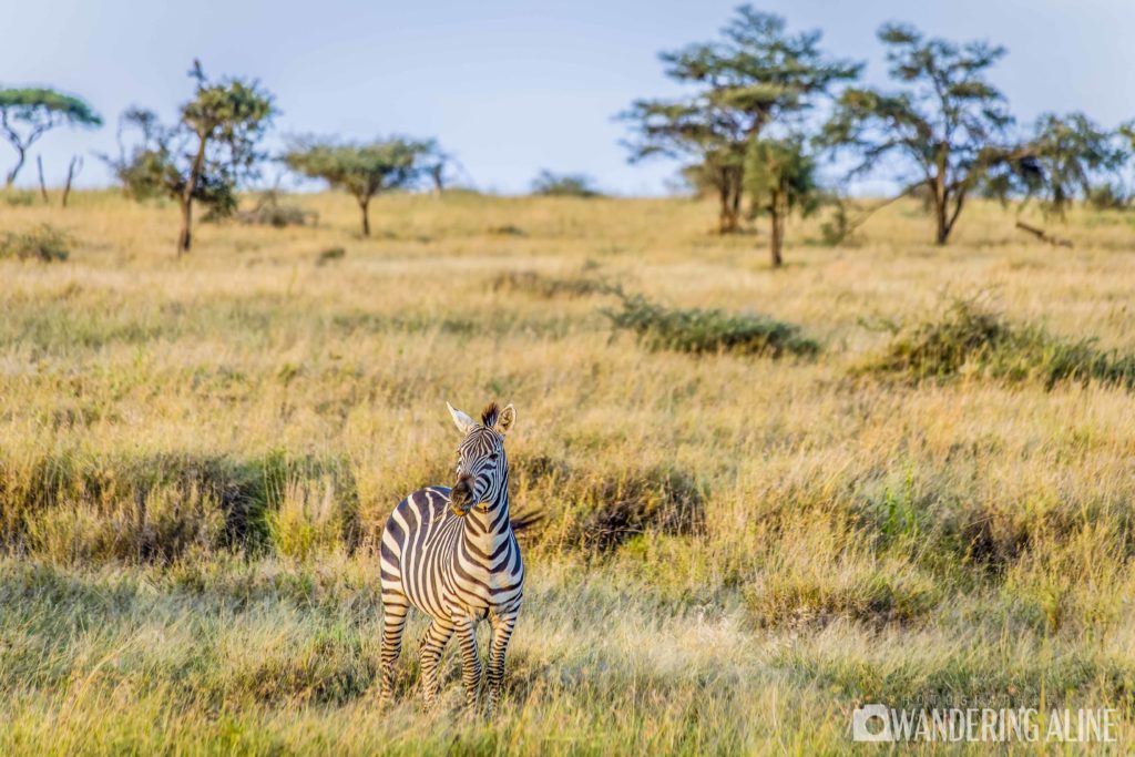 Safari In Africa Maasai Serengeti Ngorongoro 3751
