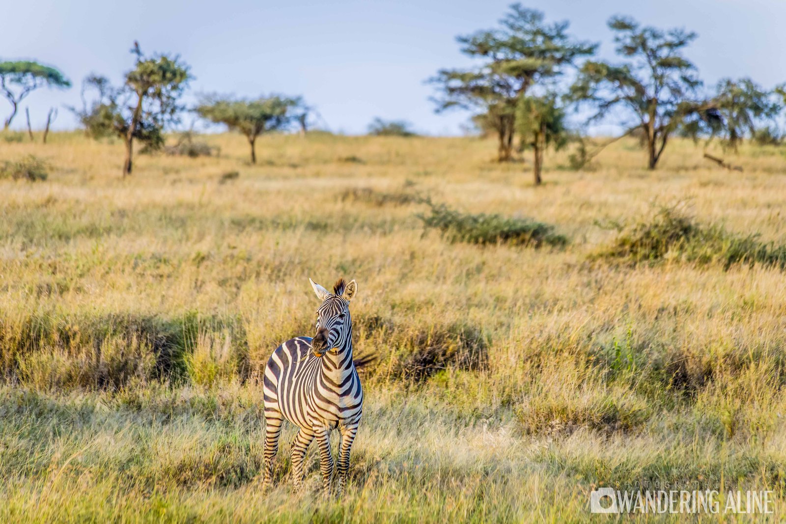 Safari en Afrique&nbsp;: une merveilleuse aventure avec les animaux sauvages - Maasai, Serengeti, Ngorongoro