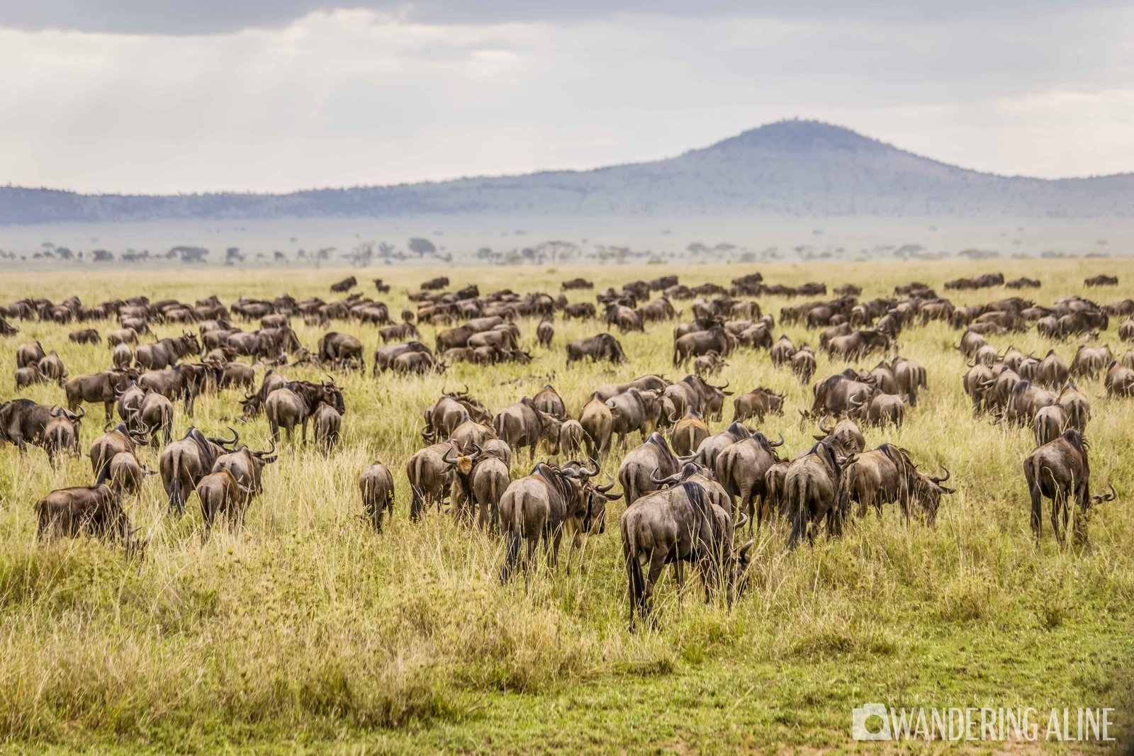 Safari en Afrique&nbsp;: une merveilleuse aventure avec les animaux sauvages - Maasai, Serengeti, Ngorongoro