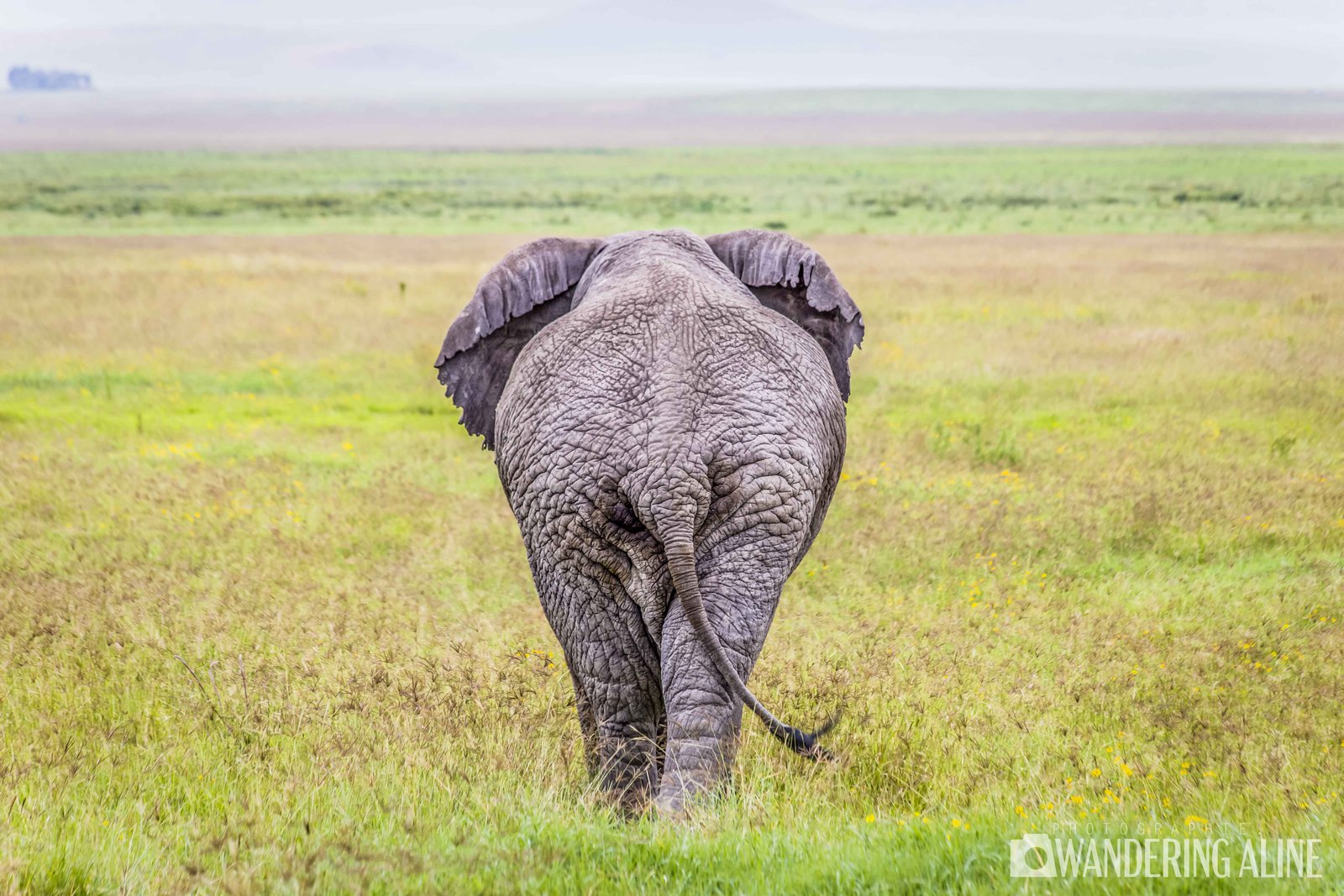 Safari en Afrique&nbsp;: une merveilleuse aventure avec les animaux sauvages - Maasai, Serengeti, Ngorongoro