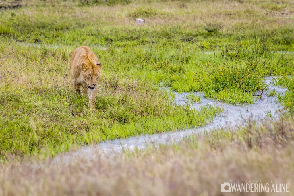 Safari In Africa Maasai Serengeti Ngorongoro 4551