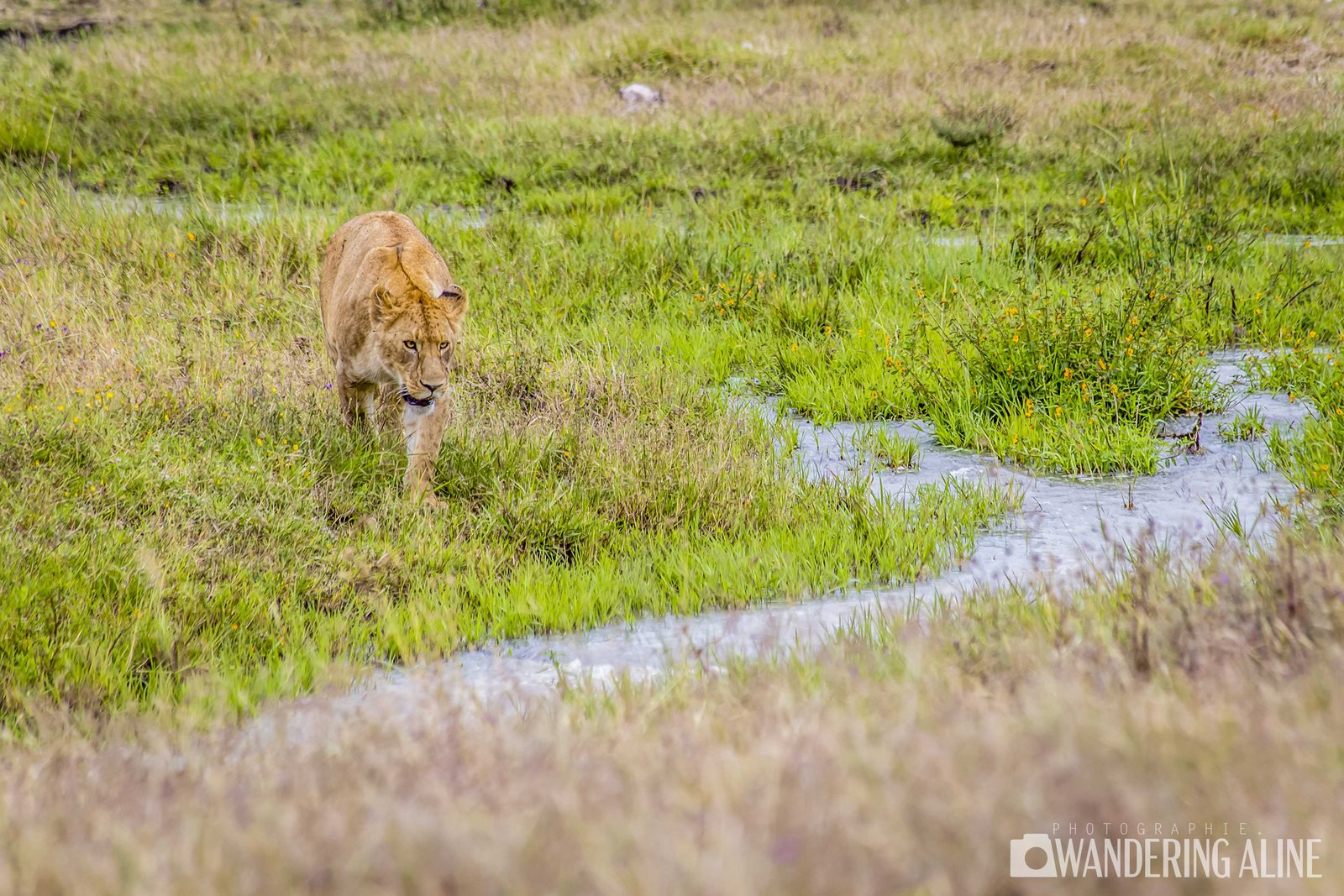 Safari en Afrique&nbsp;: une merveilleuse aventure avec les animaux sauvages - Maasai, Serengeti, Ngorongoro