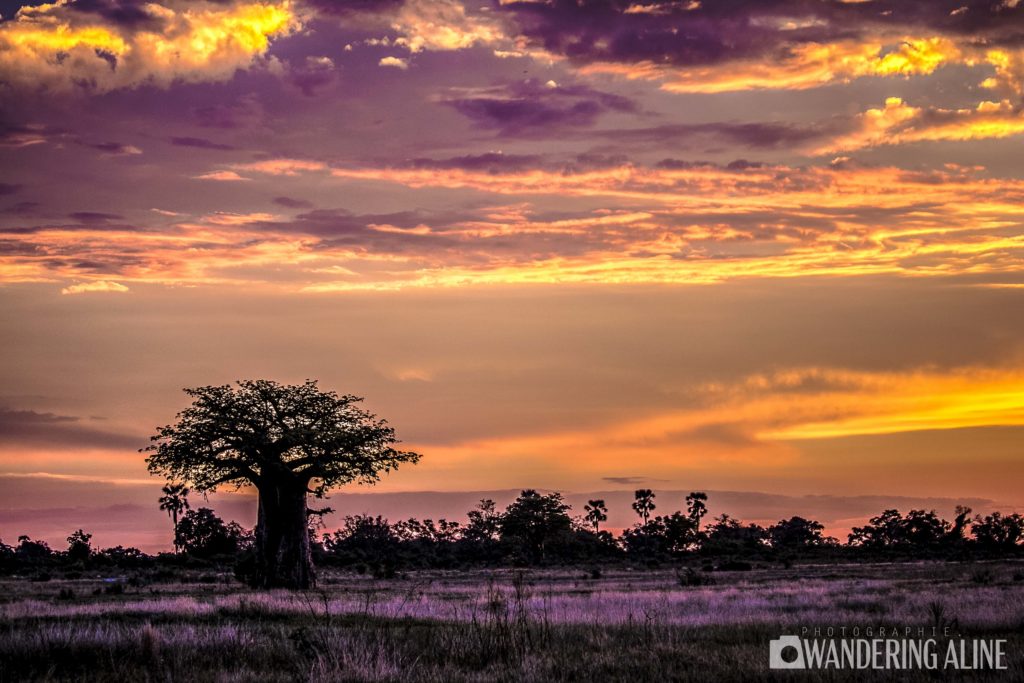 Safari In Africa Okavango Delta 8540