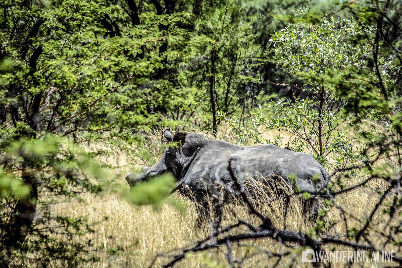 Safari en Afrique&nbsp;: une merveilleuse aventure avec les animaux sauvages - Rhinos-7184