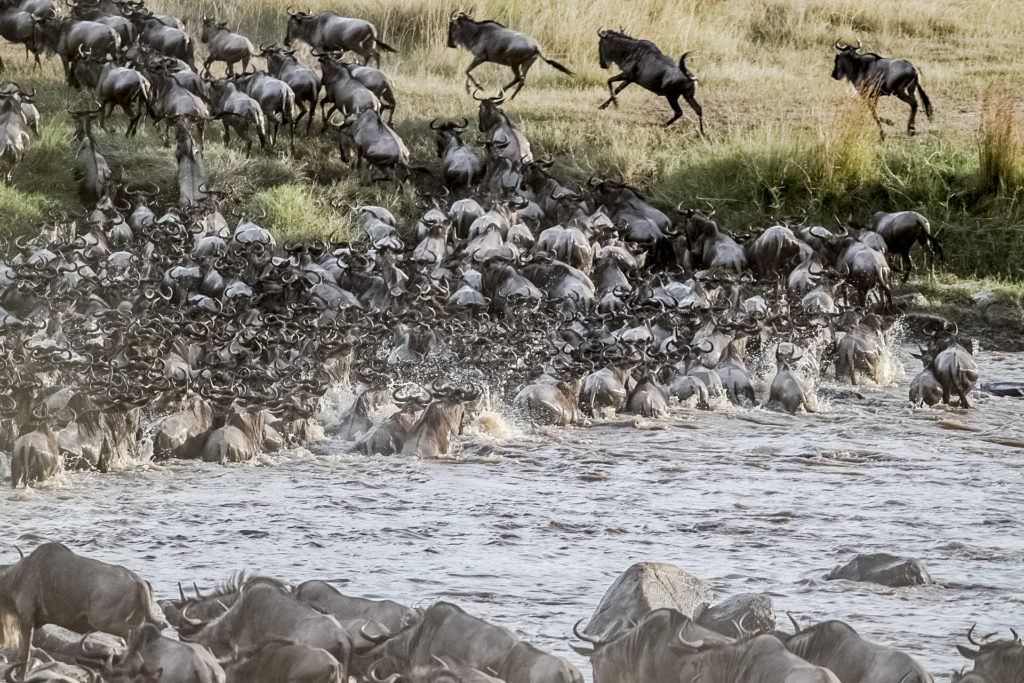 Safari In Africa Wildebeest River Crossing