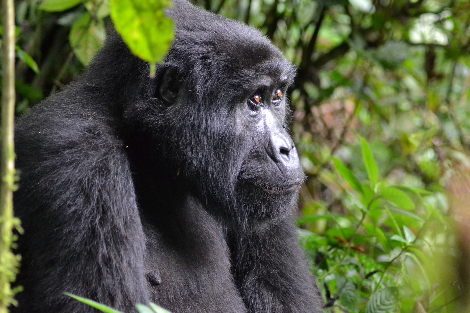 Safari en Afrique&nbsp;: une merveilleuse aventure avec les animaux sauvages - gorilla Bwindi
