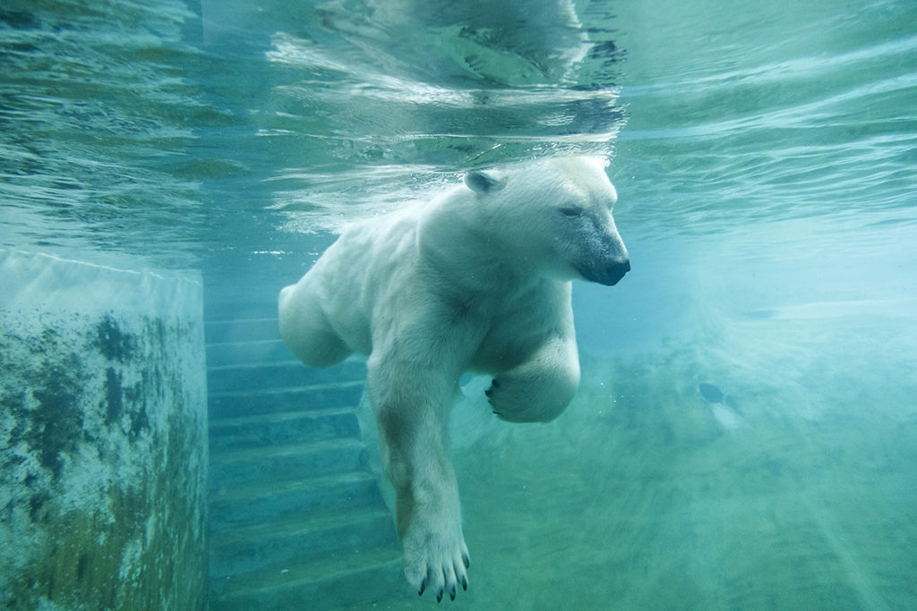 Vue subaquatique d’un ours polaire qui nage dans son bassin a l’aquarium du quebec