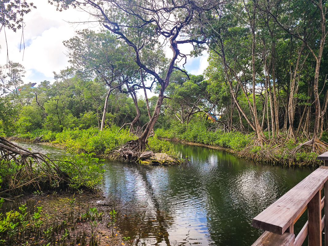 Curacao rif mangrove park credit pacome et justine28