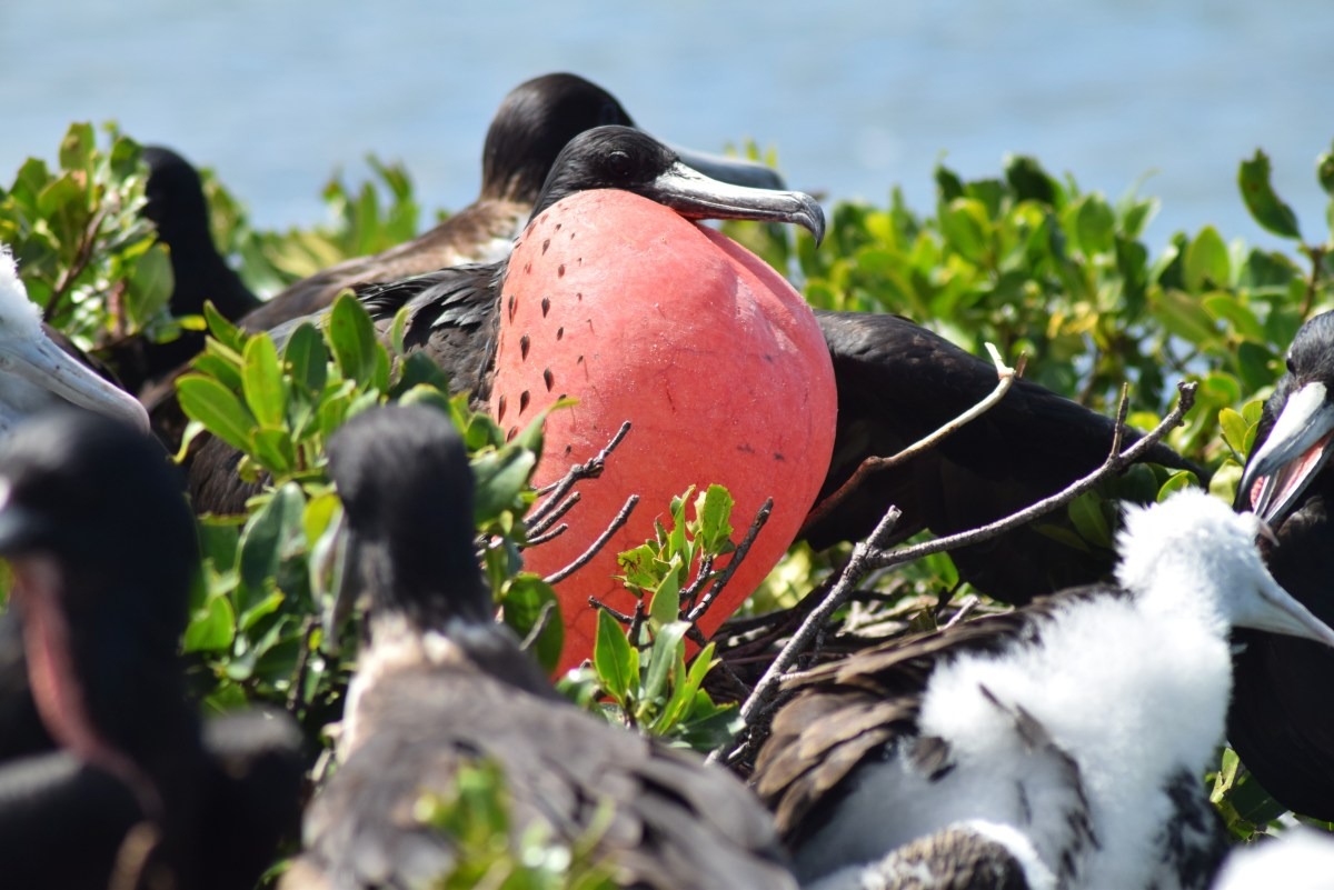 Antigua-et-Barbuda&nbsp;: Pourquoi choisir cette destination pour un voyage de bien-être - Frigate bird sanctuary antigua