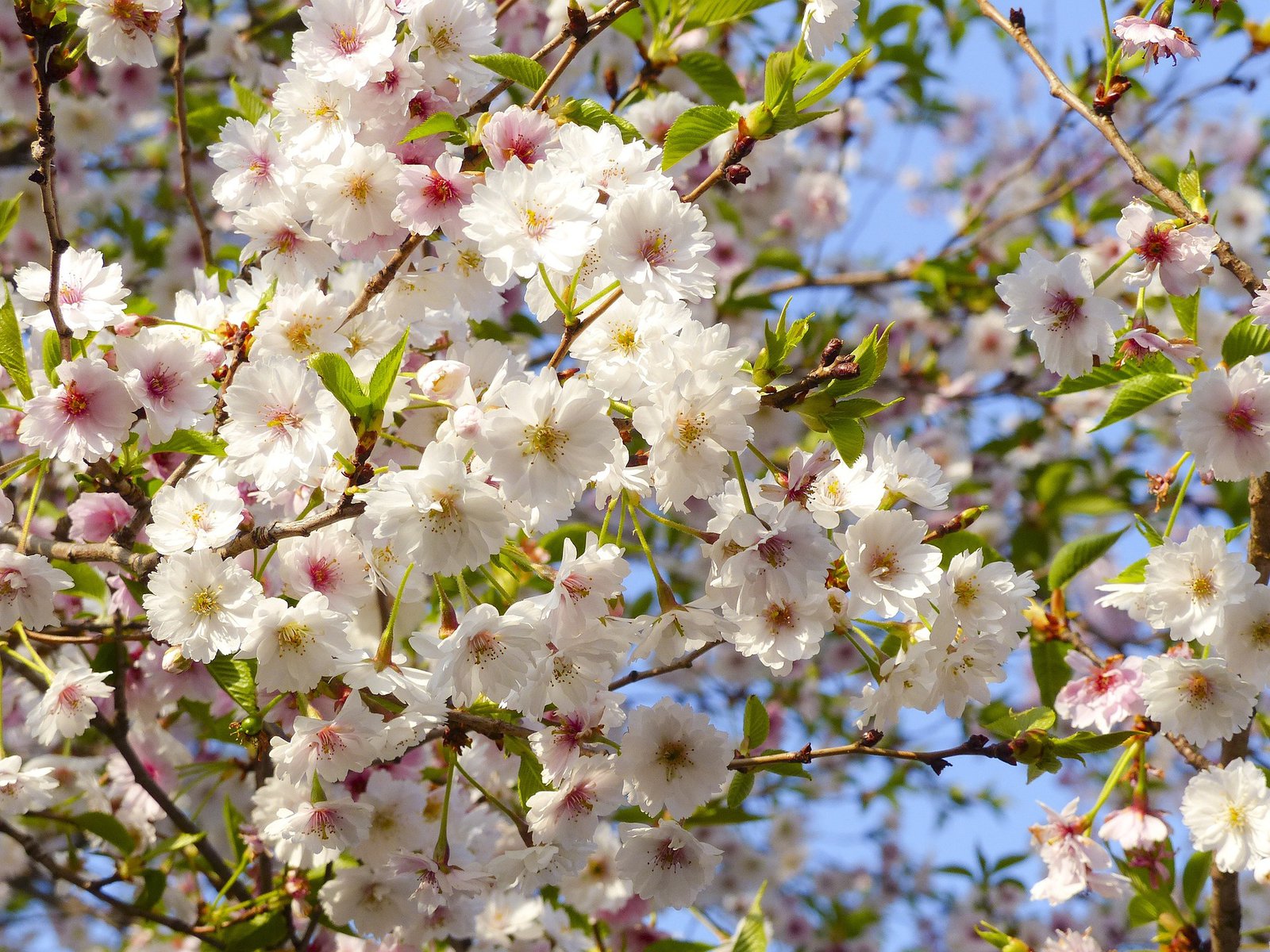 Kyoto: Ultimate 3-Day Travel Guide - Kyoto sakura