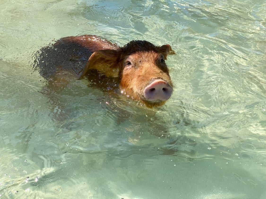 nager avec les cochons