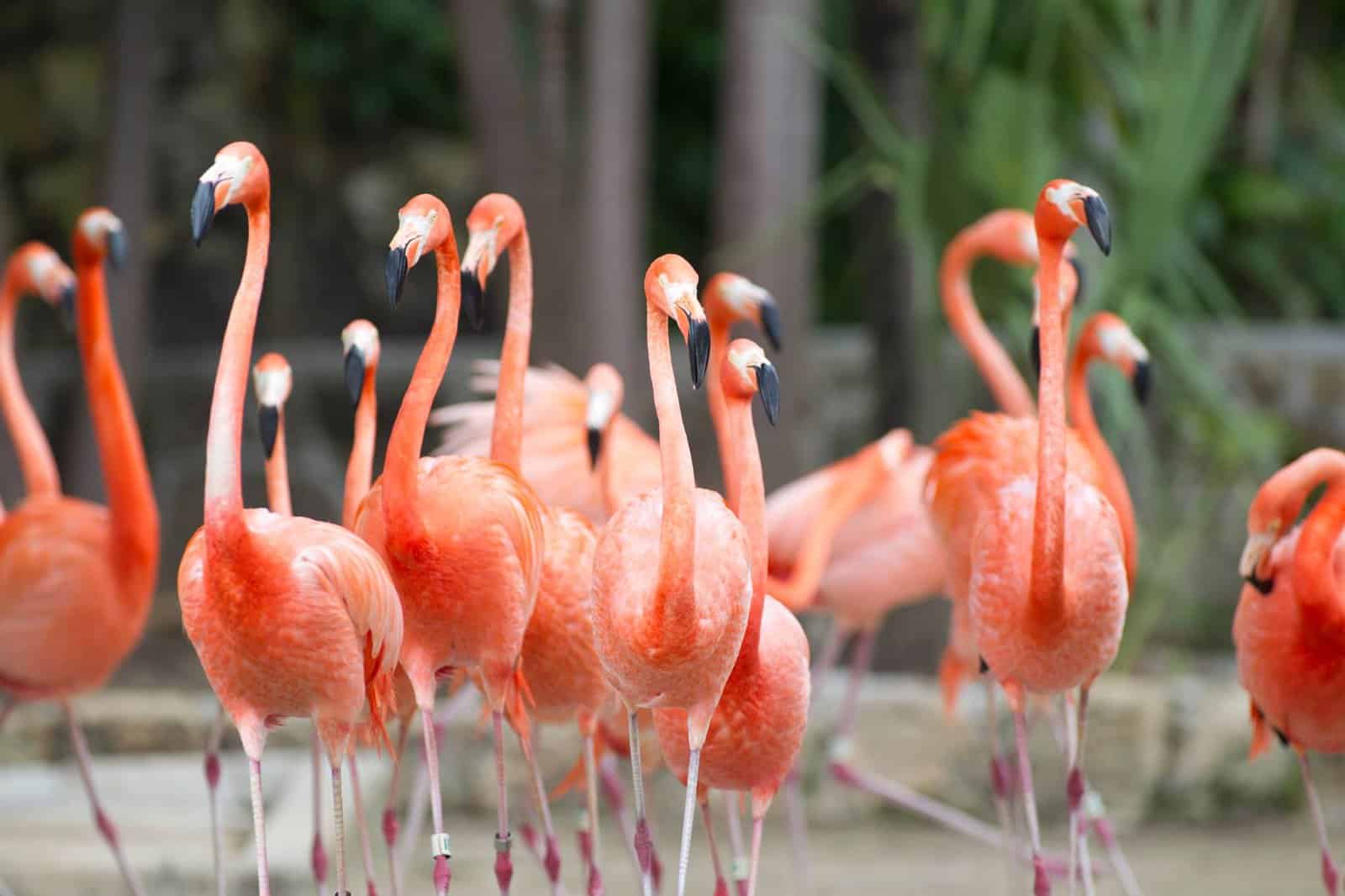 The best activities in Nassau: what to see and what to do - Ardastra Gardens