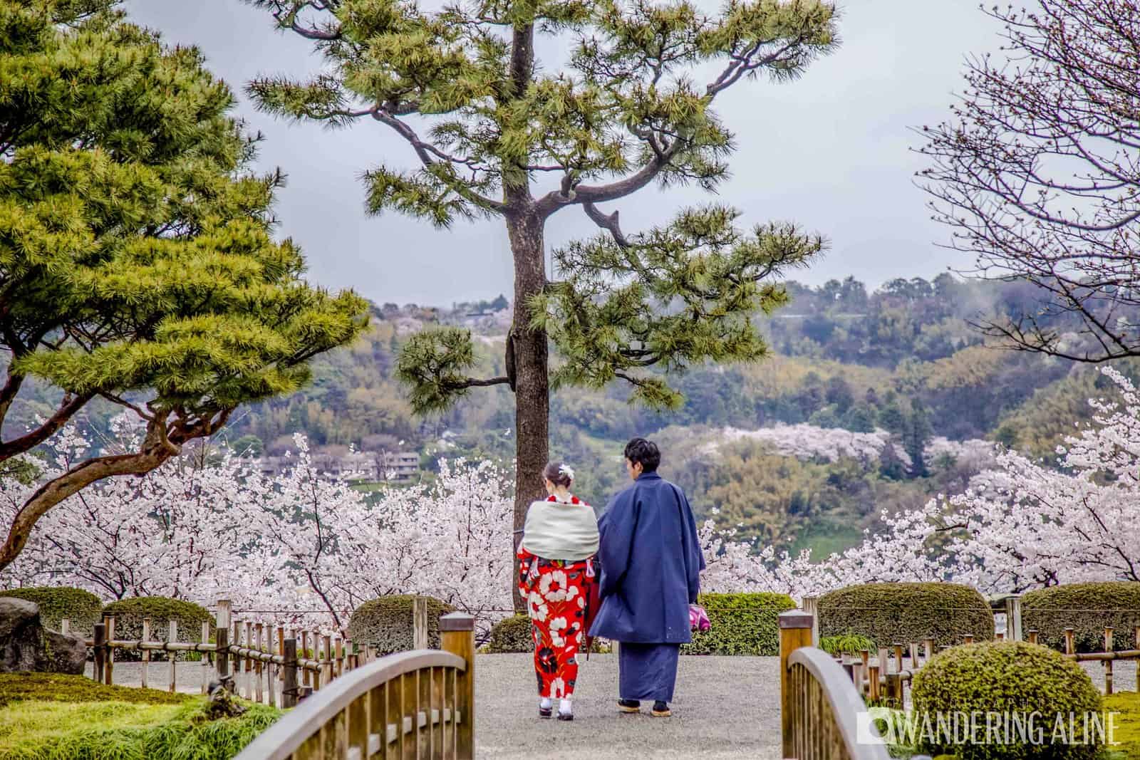 Japan: The 10 Best Places to Admire Cherry Blossoms - Img 9923