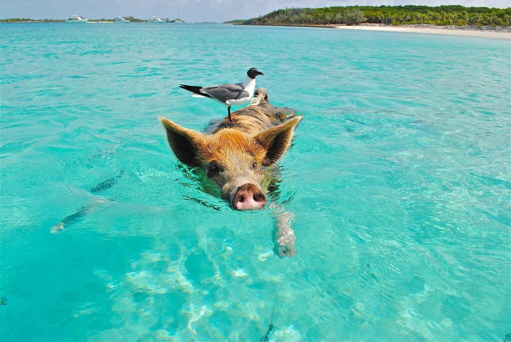 Pig Island aux Exumas – Staniel Cay – Pixabay