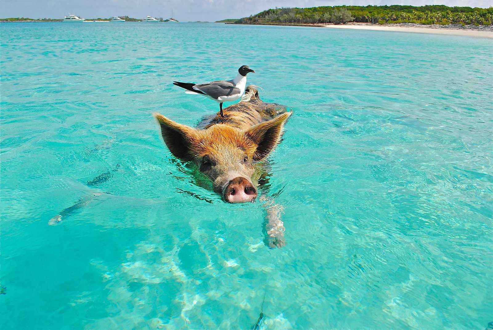 The best activities in Nassau: what to see and what to do - Pixabay