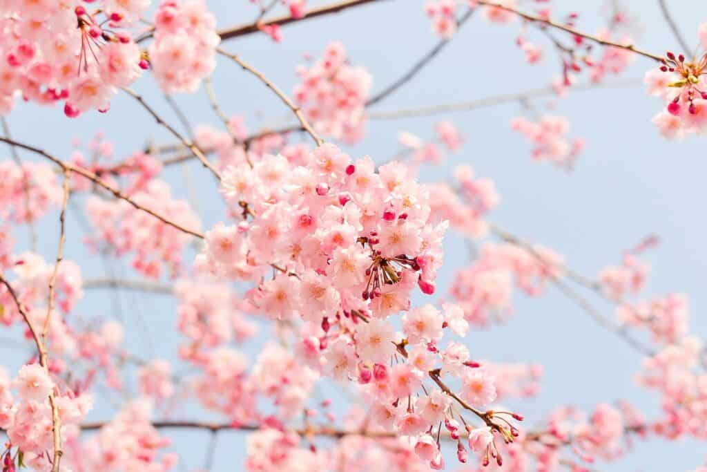 Cherry blossom tree 1225186 1920
