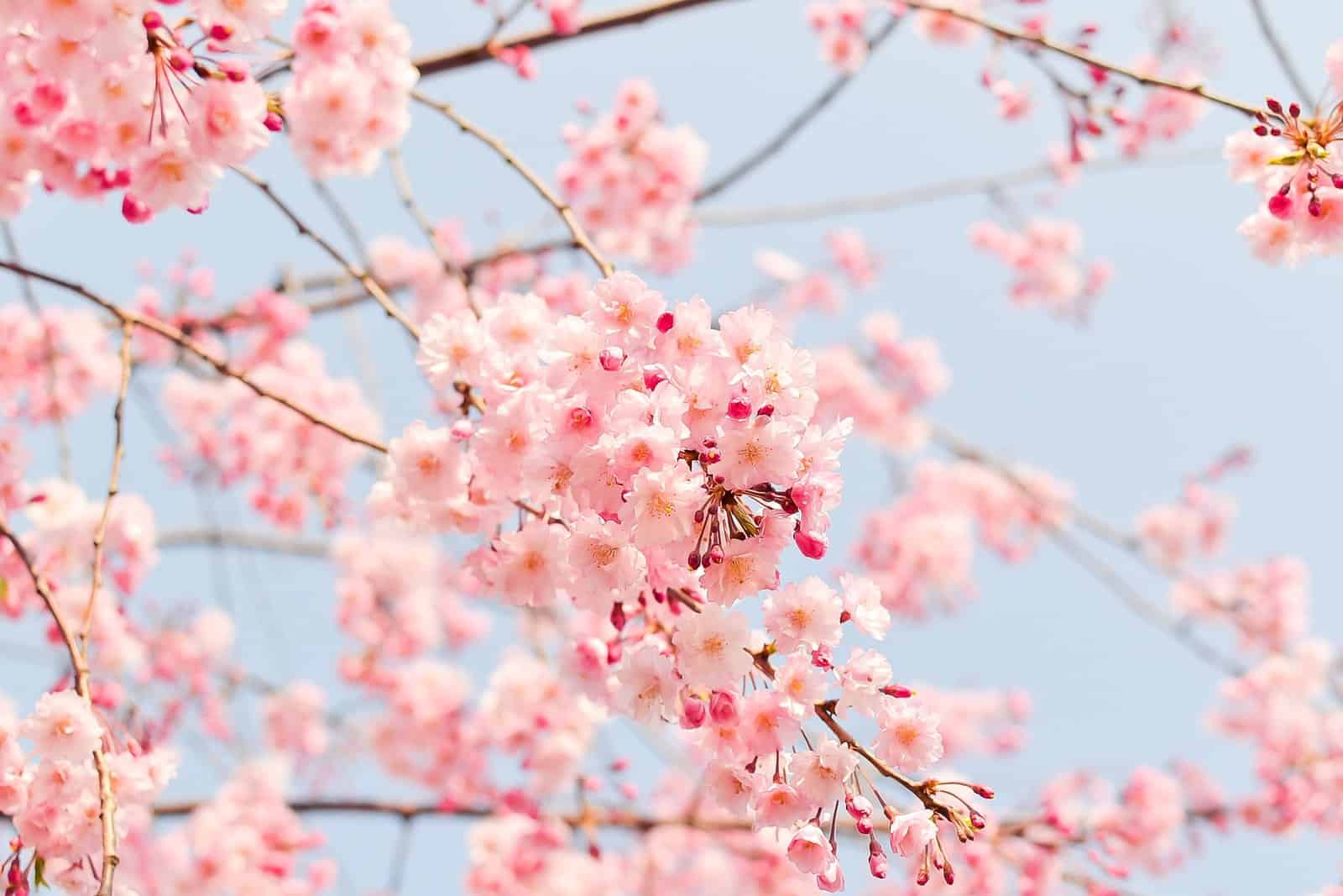 Japan: The 10 Best Places to Admire Cherry Blossoms - Cherry blossom tree 1225186 1920