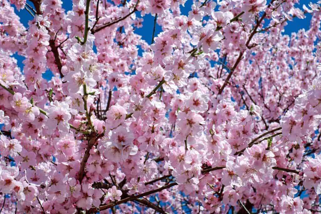 Japanese cherry blossom 2168858 1920