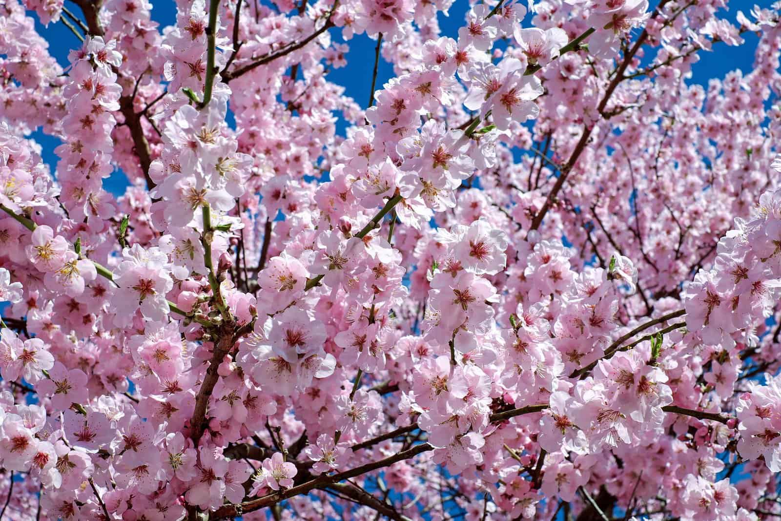 Japan: The 10 Best Places to Admire Cherry Blossoms - Japanese cherry blossom 2168858 1920