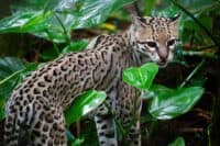 Ocelot au belize milesopedia