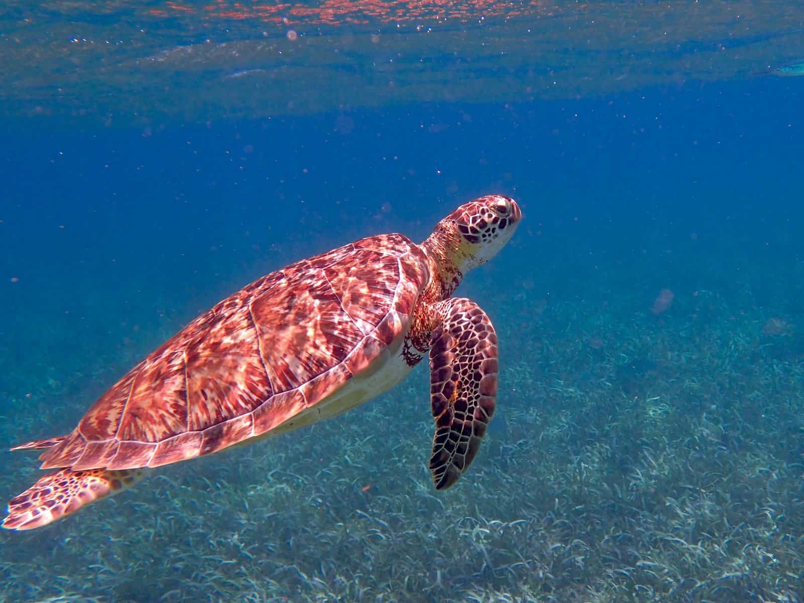Bélize&nbsp;: Guide de voyage | Itinéraires et Incontournables - Tortue au belize pixabay