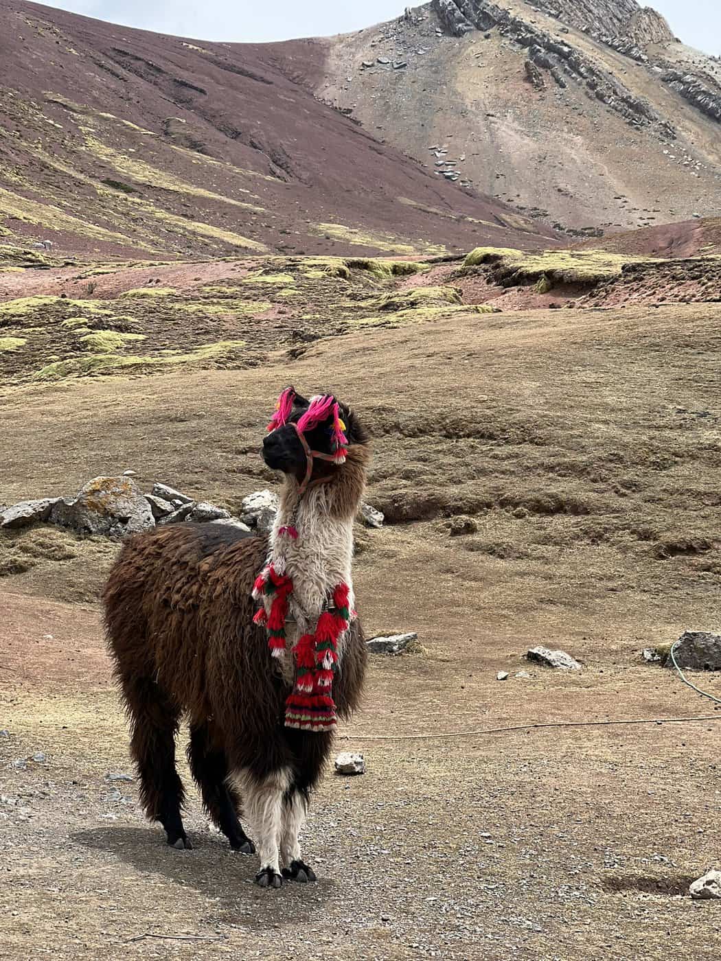 Pérou&nbsp;: Itinéraire de 3 semaines de Lima à Arequipa - Alpaga