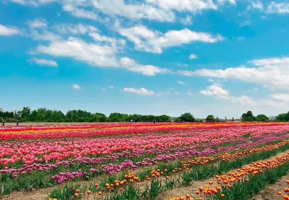 ottawa-tulipes