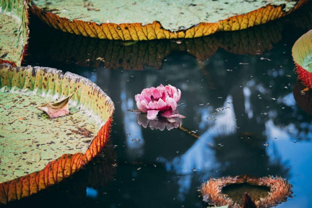 Jardin botanique de Pamplemousses – Unsplash