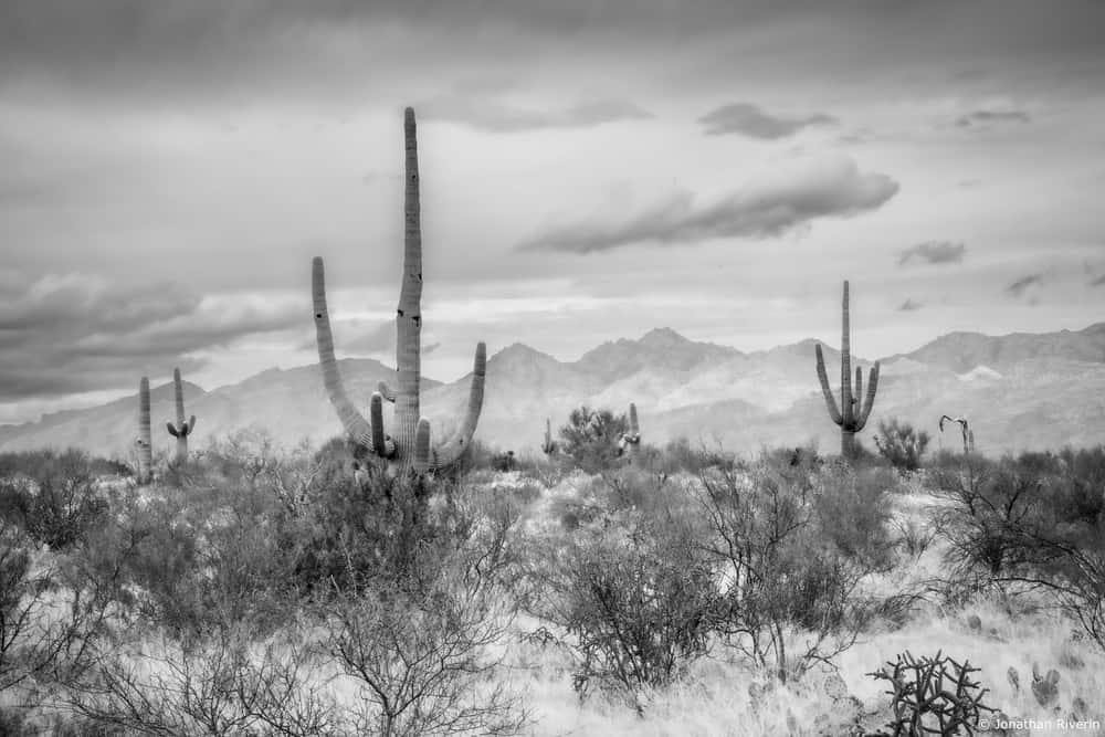 Tucson et Saguaros 3 Crédit Jonathan R