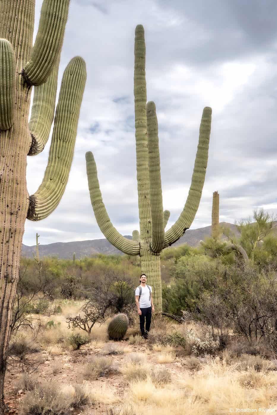 Tucson et Saguaros 5- Crédit Jonathan R