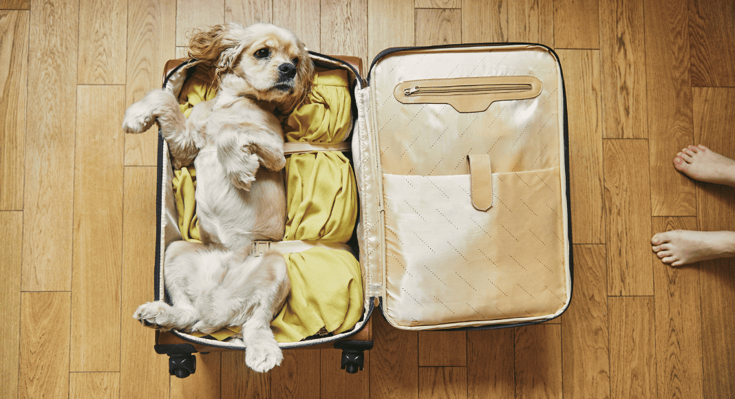 Sacs de transport homologués pour un vol d'avion Air France : Lesquels  faut-il choisir pour un chien en cabine ? - Terre Bleue