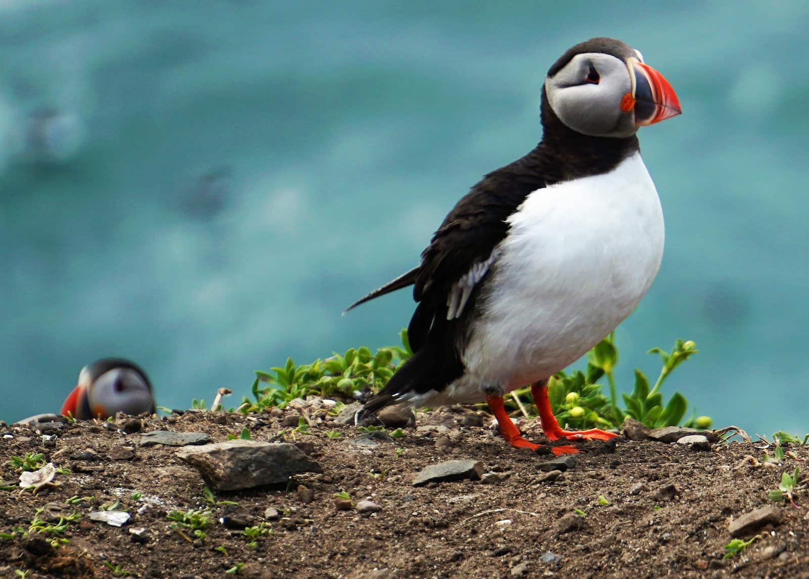 Terre-Neuve&nbsp;: Guide pour un long week?end à St. John’s - puffin unsplash