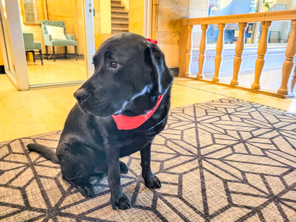 Stewart, l’ambassadeur canin de l’hôtel.