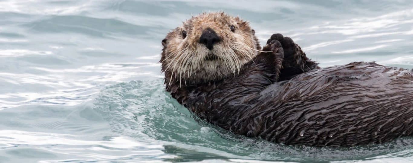 Canada: What to Do in Vancouver This Fall? - vancouver-aquarium-loutre
