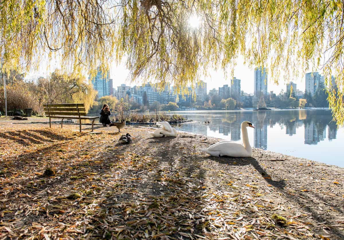 Canada: What to Do in Vancouver This Fall? - Young woman photographing ducks and swans in Stanley Park