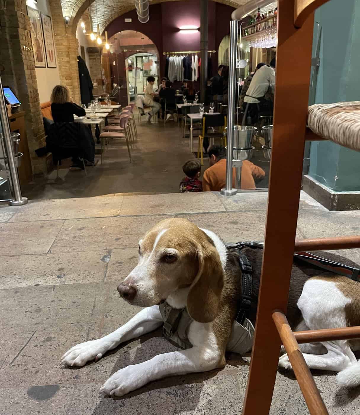 Témoignage&nbsp;: voyager avec son chien en avion - pim's resto