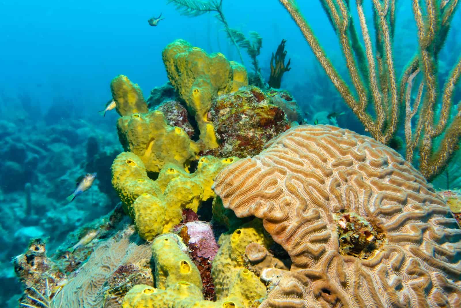 Travel to the Seychelles: Where to Stay and What to Visit - pexels-benjamin-young