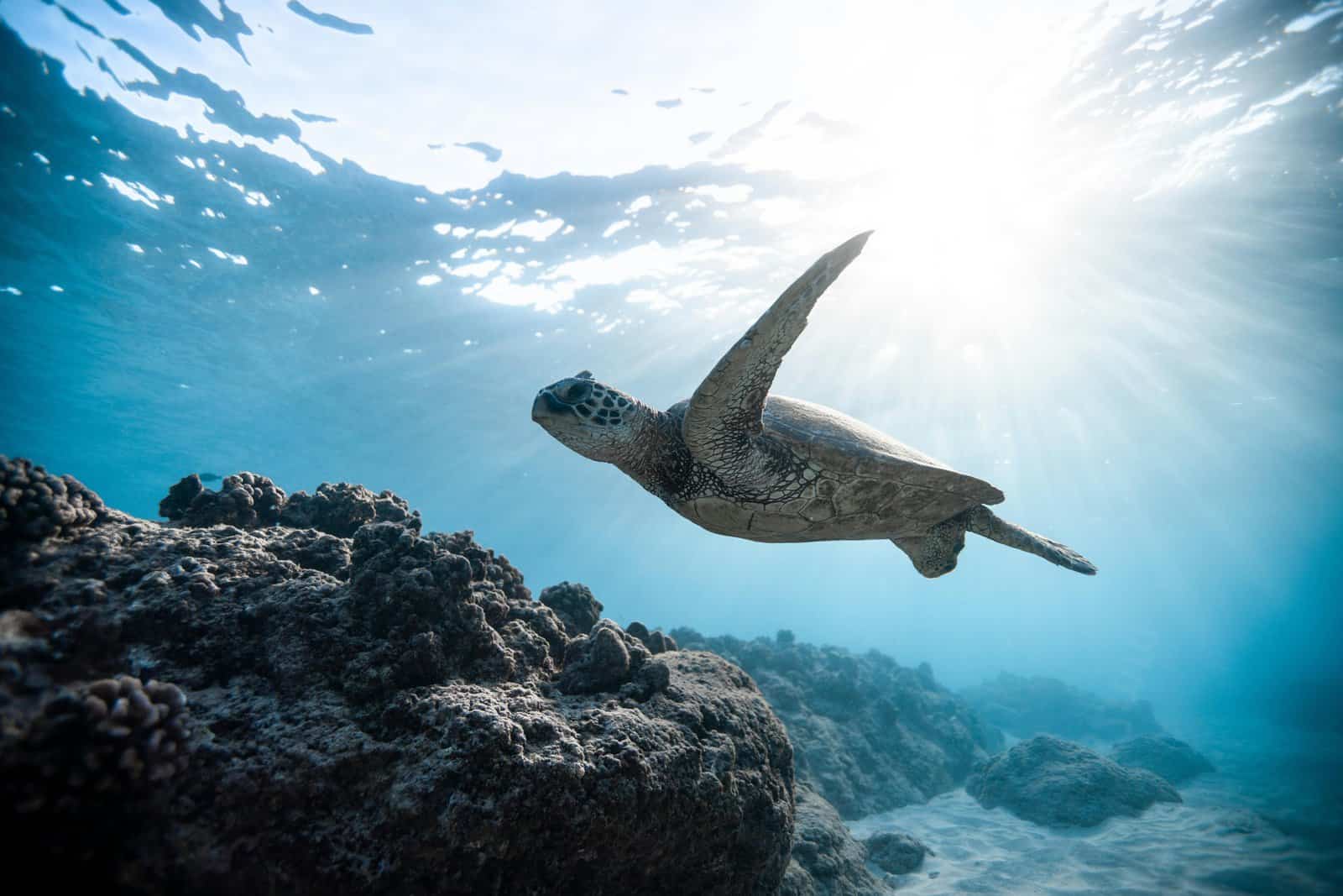 Travel to the Seychelles: Where to Stay and What to Visit - pexels-jeremy-bishop